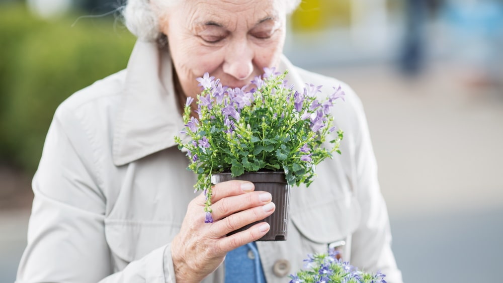 donna anziana che profuma di pianta in fiore