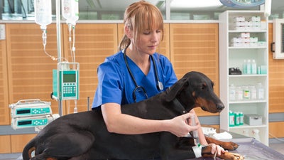 Dierenartsen